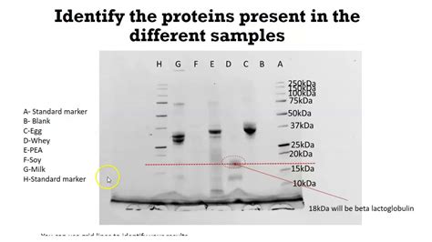 how to read sds page gel|How SDS.